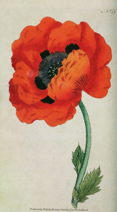 Eastern Poppy (Papaver orientale), plate 57 from William Curtis The Botanical Magazine (or Flower Garden Displayed) by English School